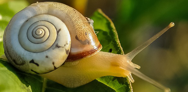 Die schnellste Schnecke 