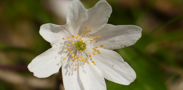 Kennst du den Namen dieser Blume?