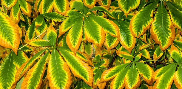 Zu welchem Baum gehört dieses Blatt?