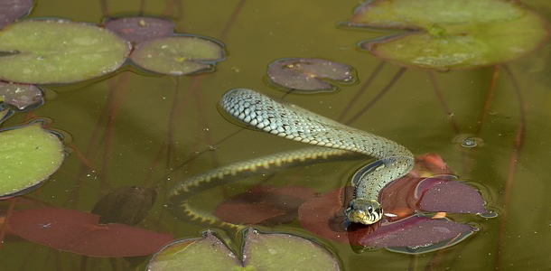 Wer schwimmt hier im Teich herum?