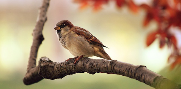 Schlafende Vögel fallen nicht vom Baum, da ihre Krallen im entspannten Zustand gekrümmt sind und sie sich dadurch quasi automatisch festhalten.