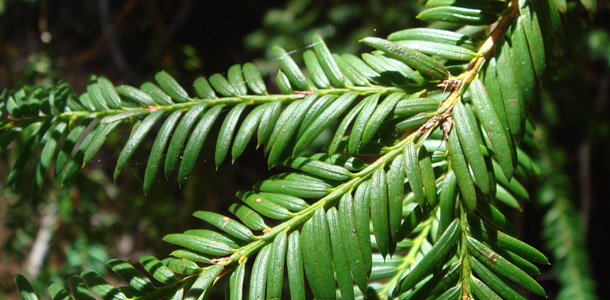 Zu welchem Baum gehören diese Blätter?