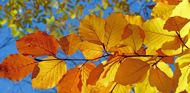 Zu welchem Baum gehört dieses Blatt?