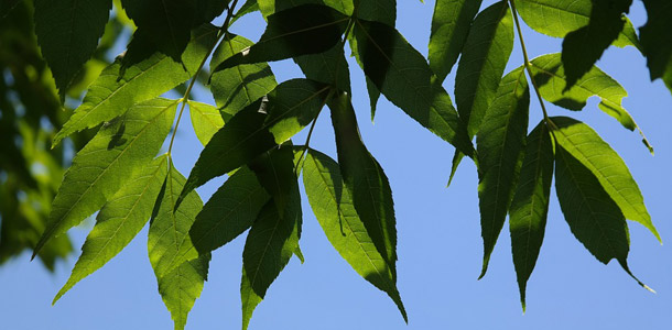 Zu welchem Baum gehören diese Blätter?