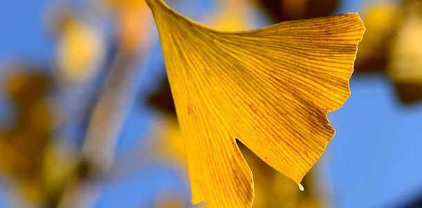 Zu welchem Baum gehört dieses Blatt?