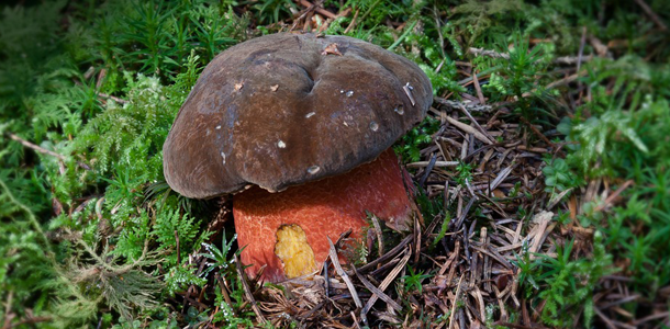 Wie heißt dieser Pilz?