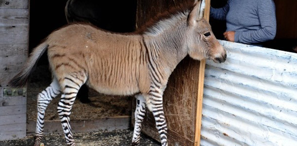 Und zuletzt haben wir noch dieses hübsche Tierchen :) wie heißt es?