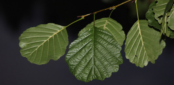 Zu welchem Baum gehören diese Blätter?