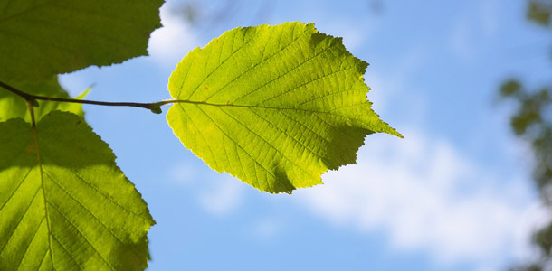 Zu welchem Baum gehören diese Blätter?