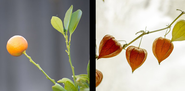 Auf welcher Seite wachsen Physalis?