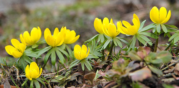 Wie heißen diese Blümchen?