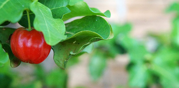 Acerola - Obst oder Gemüse?