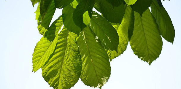 Zu welchem Baum gehören diese Blätter?