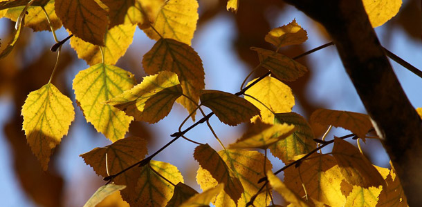 Zu welchem Baum gehört dieses Blatt?