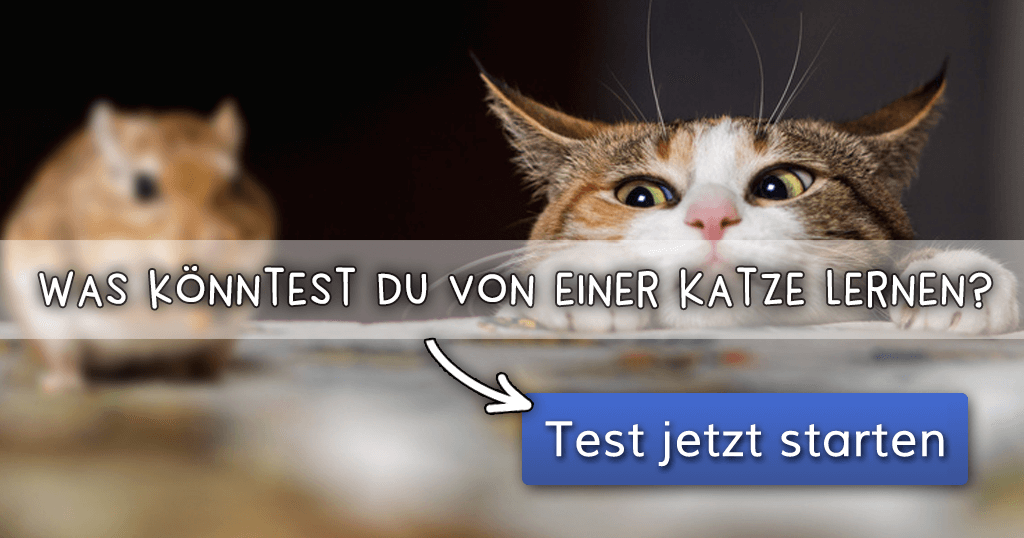 35+ Du bist das beste fuer mich sprueche , ᐅ Was könntest du von einer Katze lernen?