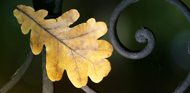 Zu welchem Baum gehört dieses Blatt?