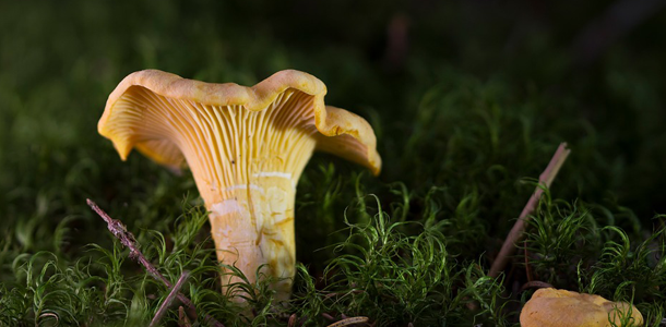 Wie heißt dieser Pilz?