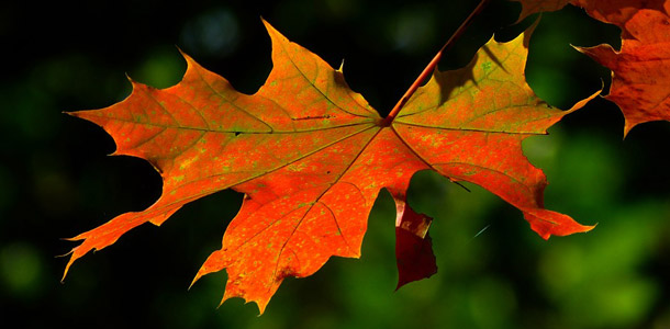 Zu welchem Baum gehört dieses Blatt?