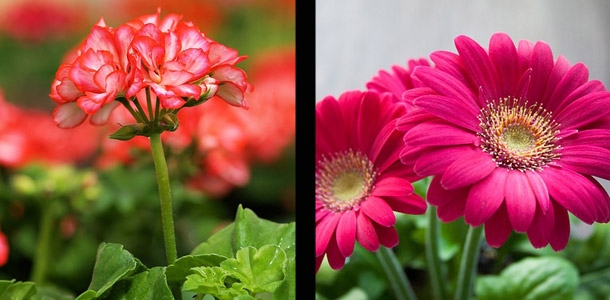 Auf welcher Seite sieht man eine Gerbera?