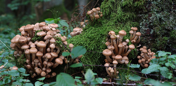 Wie heißt dieser Pilz?