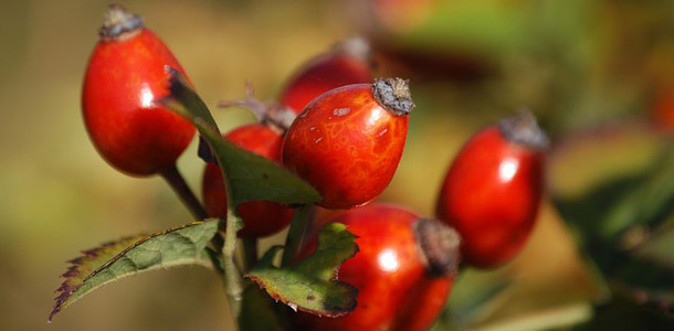 Hagebutte - Obst oder Gemüse?