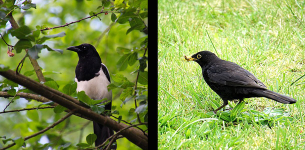 Auf welcher Seite ist das Bild der Amsel?