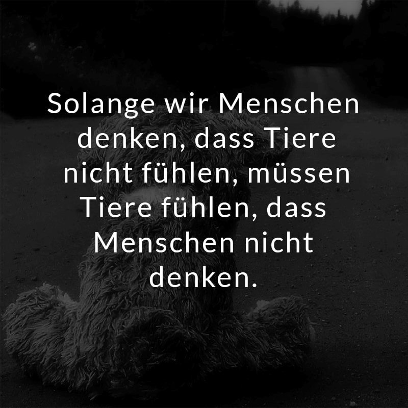 Solange wir Menschen denken, dass Tiere nicht fühlen, müssen Tiere fühlen, dass Menschen nicht denken.