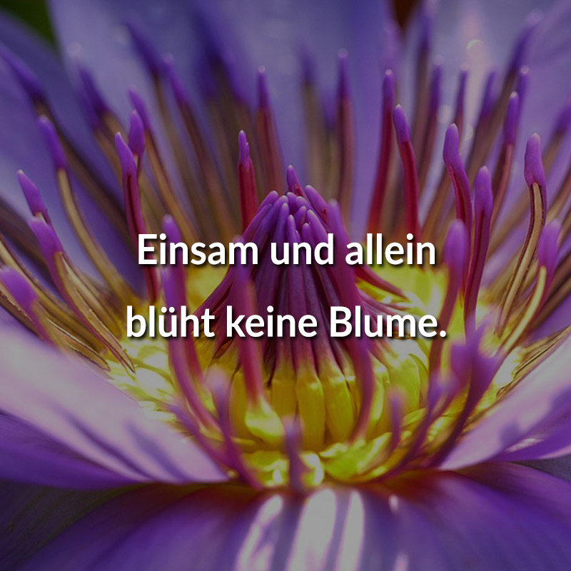 Einsam und allein blüht keine Blume.