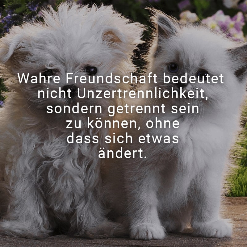 Wahre Freundschaft bedeutet nicht Unzertrennlichkeit, sondern getrennt sein zu können, ohne dass sich etwas ändert.