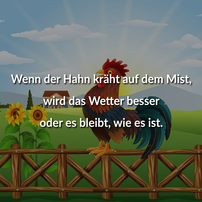 Wenn der Hahn kräht auf dem Mist, wird das Wetter besser oder es bleibt, wie es ist.