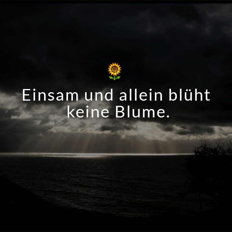 Einsam und allein blüht keine Blume.