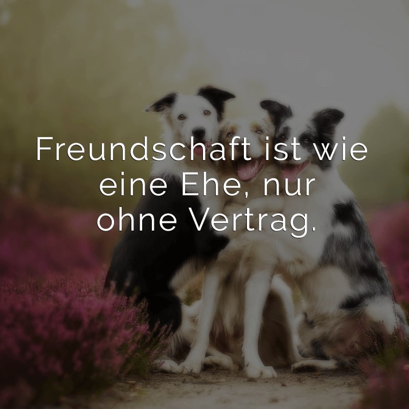 Freundschaft ist wie eine Ehe, nur ohne Vertrag.