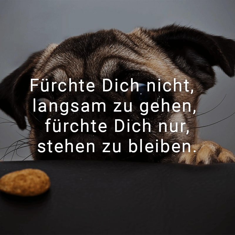 Fürchte Dich nicht, langsam zu gehen, fürchte Dich nur, stehen zu bleiben.