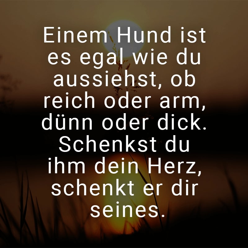 Einem Hund ist es egal wie du aussiehst, ob reich oder arm, dünn oder dick. Schenkst du ihm dein Herz, schenkt er dir seines.